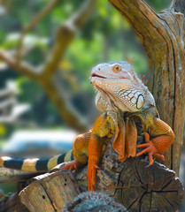 Naklejka premium Iguana in the zoo