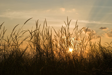 Romantic sunset with flora grass