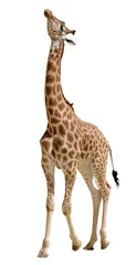 Deurstickers Giraf geïsoleerde giraf