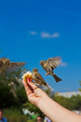 Sparrows eating from man's hands