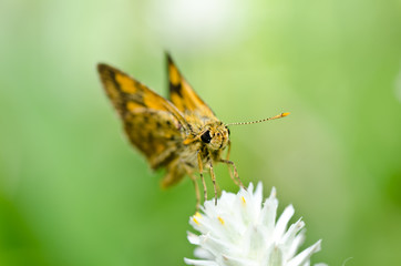 butterfly in green nature