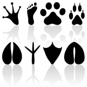Vector human and animal footprints on a white background