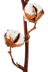 Cotton plant
