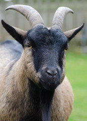 farmyard goat on green background