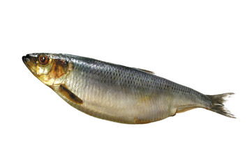Smoked Mackarel isolated on white