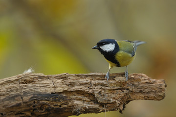 mésange charbonnière