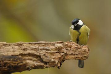 mésange charbonnière