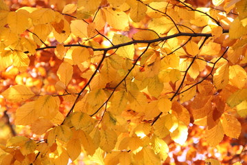 Herbstlich: bunte Buchenblätter im Sonnenlicht