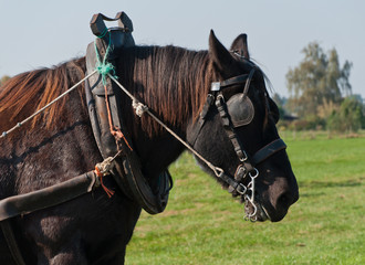 Portrait of a brown draft horse