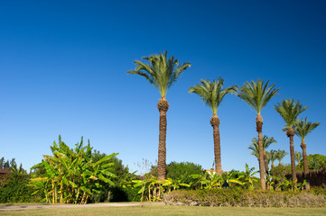 Fototapeta premium Tropical landscape