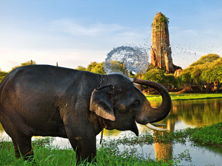 Fototapeta premium Elephant bathing in Ayutthaya