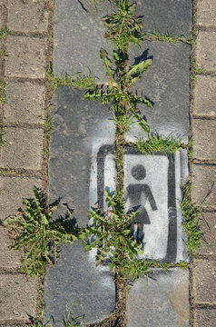 Pavement walkway fragment with weed between bricks