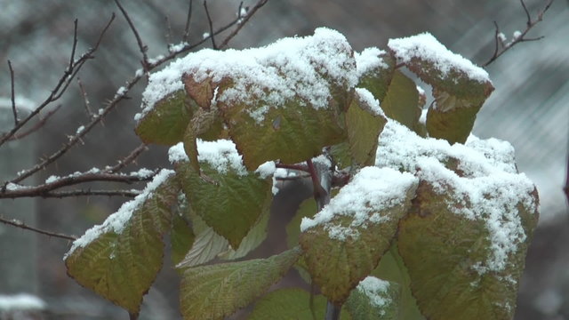 Close up shot of raspberry leaves covered with snow.