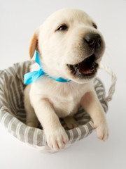 Portrait of cute  labrador puppy in basket