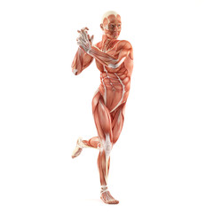 Standing man muscles anatomy system isolated on white background