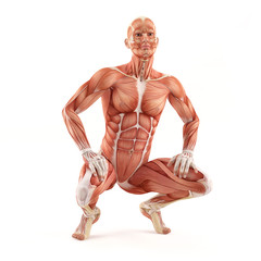 Sitting man muscles anatomy system isolated on white background