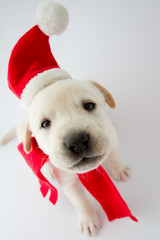 Christmas puppy