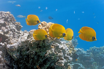 Shoal of butterflyfish on the reef