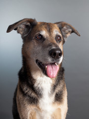 mixed breed happy dog in studio