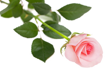 Elegant sweet fresh pink rose