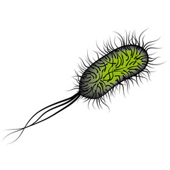 E coli Bacteria isolated on white background