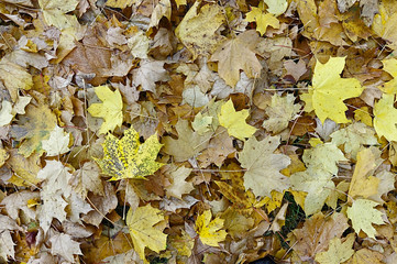 Feuilles mortes 7