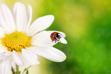 Ladybud sitting on chamomile flower on green background