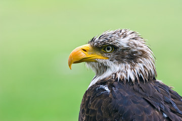 Bald Eagle (Haliaeetus leucocephalus)