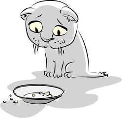 Hungry little kitty looks at the empty plate