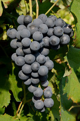 uva grappolo foglie frutta