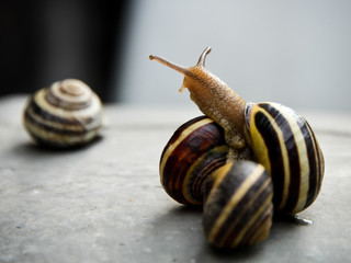 schnecke