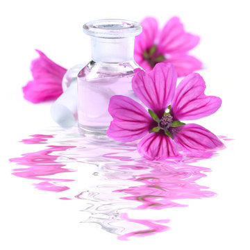 Spa Scene mit Malven (Malva sylvestris)