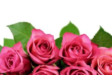 Pink roses bouquet isolated on white