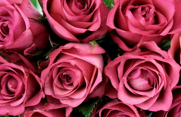 Obrazy na Szkle  Różowe róże - zbliżenie
