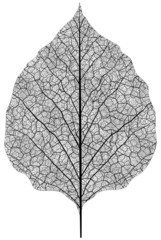 manually drawn leaf skeleton. Eps8 vector
