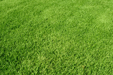 green grass texture