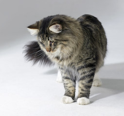 tabby Norwegian Forest cat