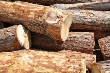 Pile of log