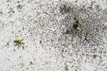 dandelion plant in arid ambiance