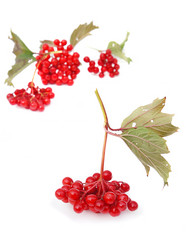 Guelder-rose berries (viburnum) nd