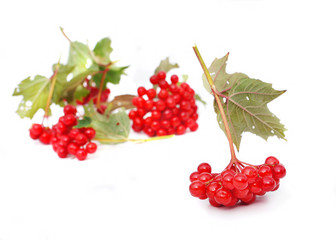 Guelder-rose berries (viburnum)