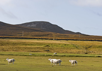 sheeps in scotisch landscape