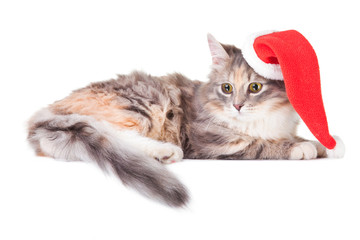 young colorful kitten with red christmas cap