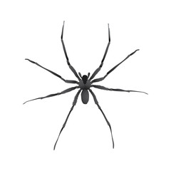 isolated illustration of a big spider