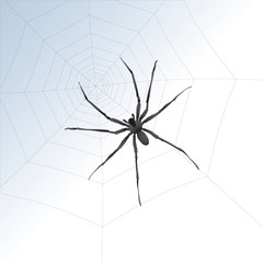illustration of a big spider on a web