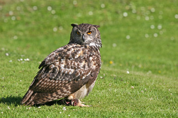 Eagle Owl