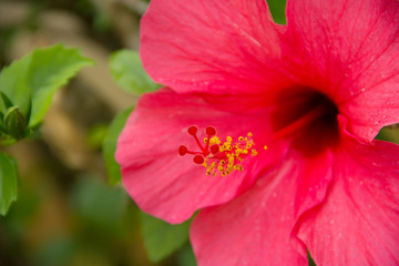 Hibiscus (close up)