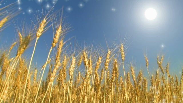 harvesting wheat cut 8