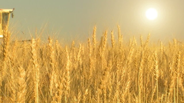 harvesting wheat cut 4