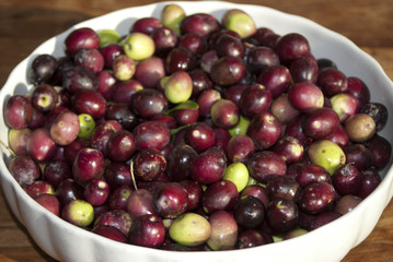 close-up of Italian black olive